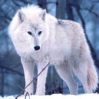 Wolf&nbsp;Parade圖片照片_Wolf Parade