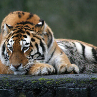 Track A Tiger圖片照片_Track A Tiger