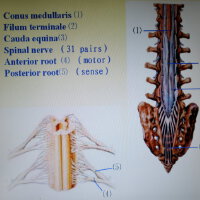 SPINALCORD圖片照片_SPINALCORD