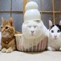 桑藝貓圖片照片_桑藝貓