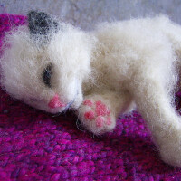 Ragdoll圖片照片_Ragdoll