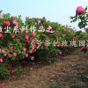 阿輝歌曲歌詞大全_阿輝最新歌曲歌詞