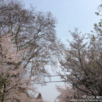 曉柏圖片照片_曉柏