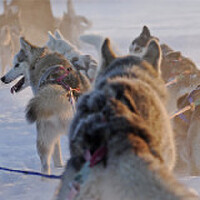 Huski圖片照片_Huski