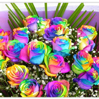 ℡奇跡薔薇圖片照片_℡奇跡薔薇