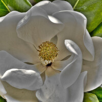 Magnolia圖片照片_Magnolia