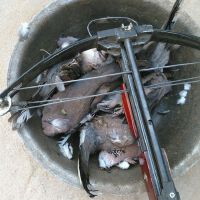 黑C圖片照片_黑C