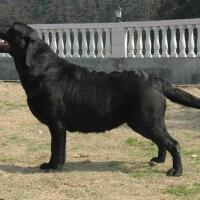 Labrador圖片照片_Labrador