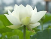 清淨蓮花圖片照片