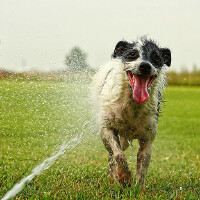 Wetdog圖片照片_Wetdog