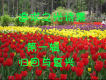 年輕一代要被興起歌詞_追求之光詩班年輕一代要被興起歌詞