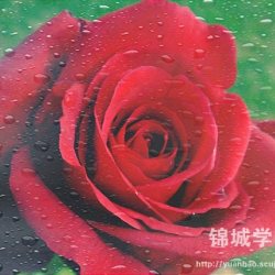 Dewfall圖片照片_Dewfall