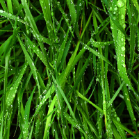 Nature圖片照片_Nature