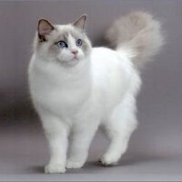 Ragdoll圖片照片_Ragdoll