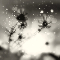 Autumn Tears圖片照片_Autumn Tears