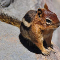 Chipmunk圖片照片_Chipmunk