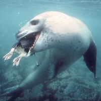 獵殺圖片照片_獵殺