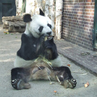 Trespassers William圖片照片_Trespassers William