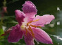 風雨花專輯_梁家銘風雨花最新專輯
