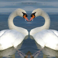 inLove圖片照片_inLove