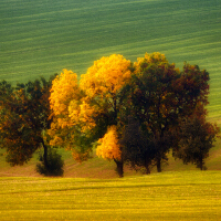 Trees圖片照片_Trees
