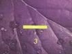 Wax Vol.3