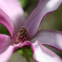 Magnolia圖片照片_Magnolia