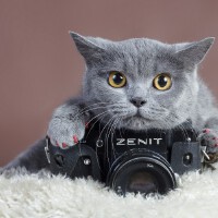 Zenit圖片照片_Zenit