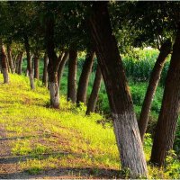 Trees圖片照片_Trees