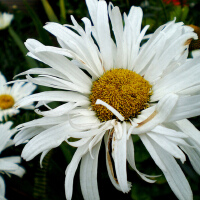 White圖片照片_White