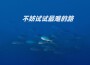 會釋懷歌曲歌詞大全_會釋懷最新歌曲歌詞