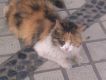 Stray Cats[流浪貓樂隊]圖片照片_Stray Cats[流浪貓樂隊]
