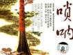 嗩吶歌曲歌詞大全_嗩吶最新歌曲歌詞