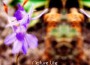 Nature Life專輯_Rhythm of Mankind & Nature Life最新專輯