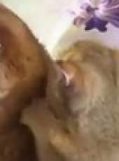 萌次元最新一期線上看_全集完整版高清線上看_好看的綜藝