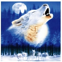 Wolf&nbsp;Parade圖片照片_Wolf Parade