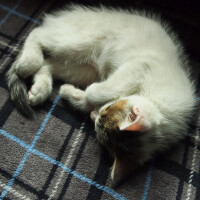 喵 喵 喵 貓性的男聲 喵 喵 喵圖片照片_喵 喵 喵 貓性的男聲 喵 喵 喵
