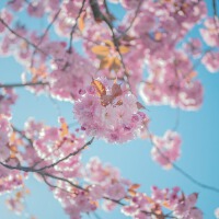 BigRicePiano歌曲歌詞大全_BigRicePiano最新歌曲歌詞