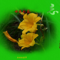 花開似水 人淡如菊圖片照片_花開似水 人淡如菊