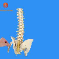 Sacrum圖片照片_Sacrum