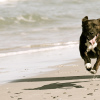 beach boy圖片照片