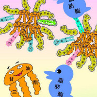 Lipid圖片照片_Lipid