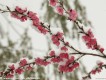 瑞雪圖片照片