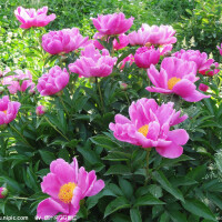 花圖片照片_花