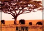 Running Home專輯_AlivioRunning Home最新專輯