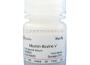 Albumin