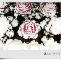 DG Devil圖片照片_DG Devil