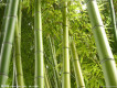 竹子圖片照片