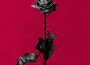 deadroses (Explicit)專輯_blackbeardeadroses (Explicit)最新專輯