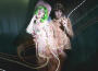 HOLYCHILD